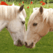 Des chevaux amoureux