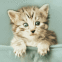 Chaton trognon dans une poche