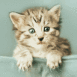 Chaton trognon dans une poche