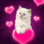 Chaton blanc amoureux