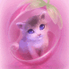 Chaton rose tout mimi