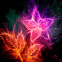 Fleur en n�on multicolore