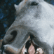 Cheval grignotant l'écran