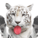 Tigre blanc qui l�che l'�cran