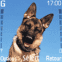 Berger allemand de face