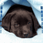 Chiot labrador noir sous une couverture