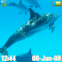 Dauphins