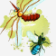 Insectes écrasés sur l'écran