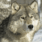 Loup furetant dans la for�t