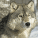 Loup furetant dans la for�t