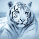 Tigre blanc qui se repose