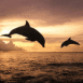 Saut de dauphins au soleil couchant