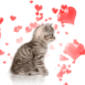 Chaton d'amour