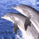 Couple de dauphins sortant de l'eau