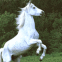 Superbe cheval blanc cabr�