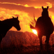 Chevaux au soleil couchant