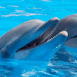 Dauphins r�clamant � manger