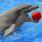Dauphin jouant au ballon
