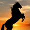 Cheval cabr� au soleil couchant