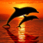Dauphins et coucher de soleil rougeoyant