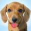 Petit chiot bavouille sur l'�cran
