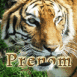 Tigre affam�