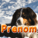 Chien allong� dans la neige