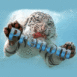 Tigre blanc dans la glace