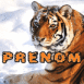 Tigre du Bengale de 3/4