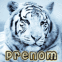 Tigre de Sib�rie de face