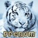 Tigre de Sib�rie de face