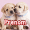 Des chiots qui se font pleins de bisous