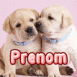 Des chiots qui se font pleins de bisous