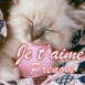 Chaton blanc sous une couverture "Je t'aime"