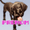 Chien qui l�che l'�cran