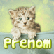 Chaton trognon dans une poche