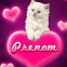Chaton blanc amoureux