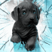 Chiot casse l'�cran