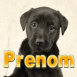 Chiot labrador bougeant la t�te