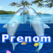 Dauphins jouant dans le corail