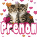 Chatons amoureux