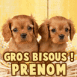Chiots King Charles dans un panier "Gros bisous!"