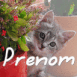 Chaton cach� derri�re des fleurs