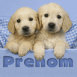 Chiots labrador au regard tendre