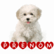 Bichon blanc