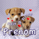 Chiots "Plein de bisous"