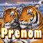 Couple de tigres