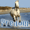 Cheval galopant en bord de mer
