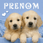 Chiots labradors dans un panier