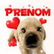 B�b� labrador amoureux